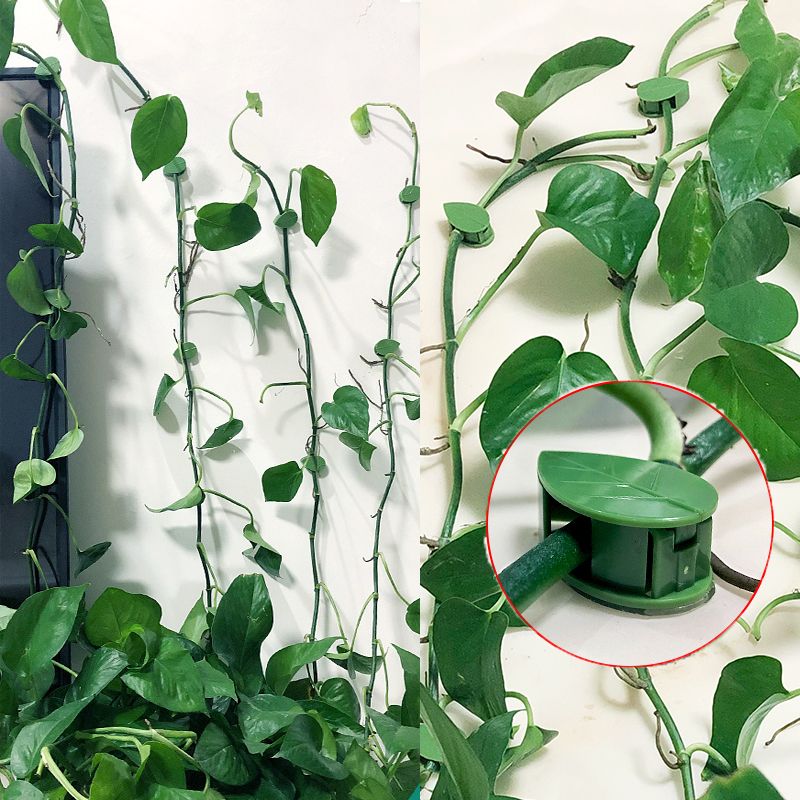 Vine Climbing Plastic - 10/30/50 Stück Pflanzen-Kletterwand-Befestigungsclips Rattan-Ranken-Fixierer Selbstklebender Haken