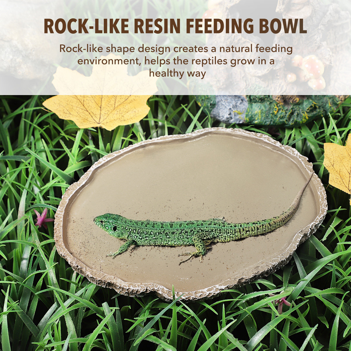 Futternapf aus Kunstharz für R – Water Dish Reptile Bewertung und Preis